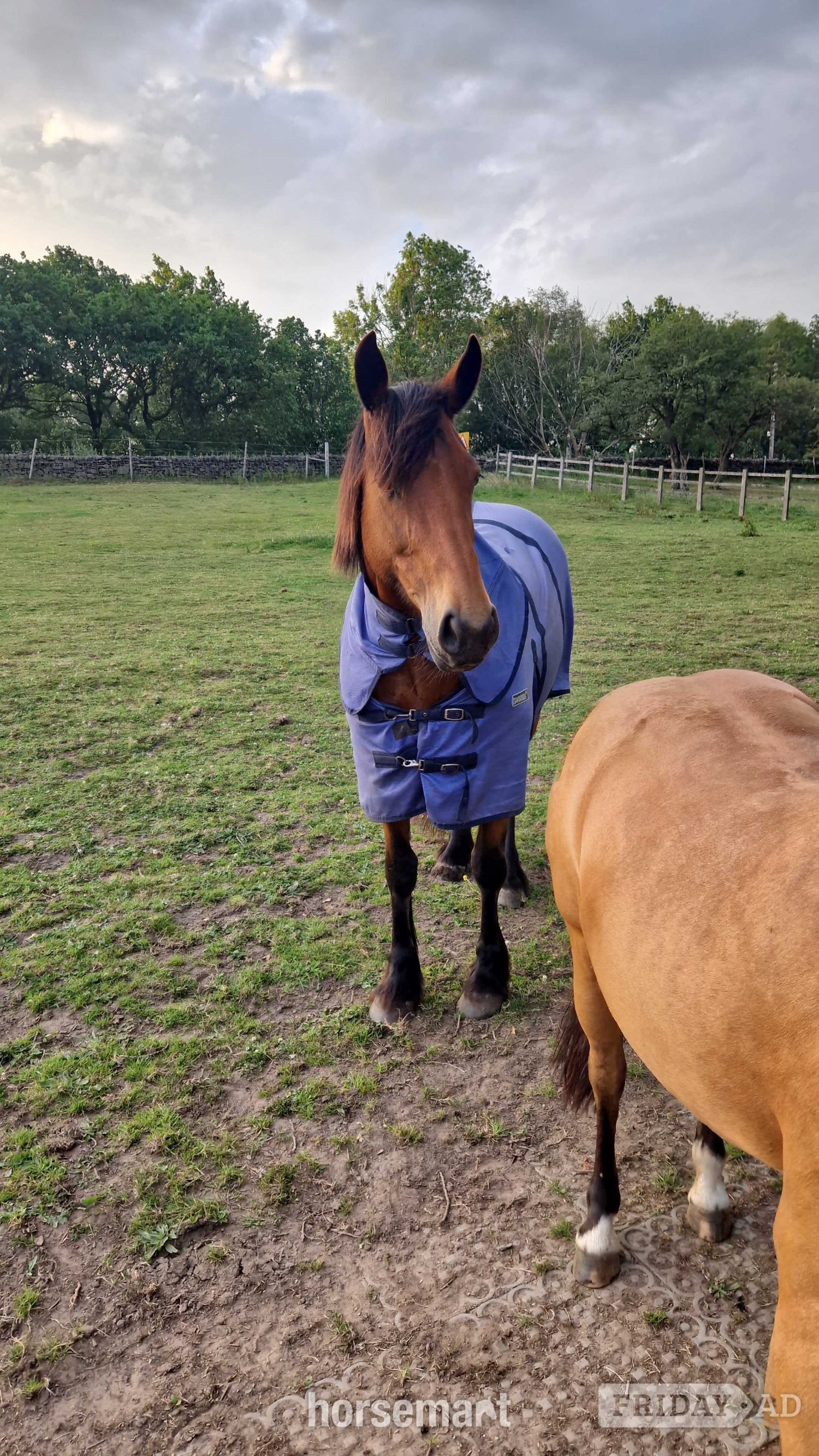 "Alice " Bay Mare All Rounder