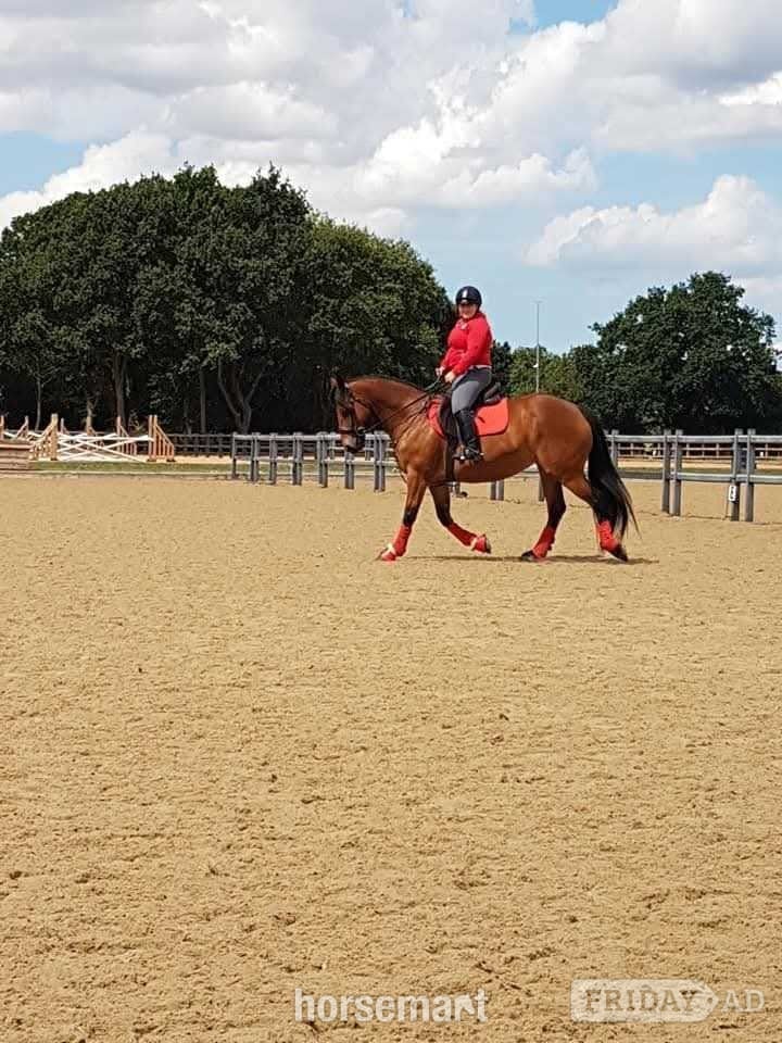 Congleton "Alice " Bay Mare All Rounder