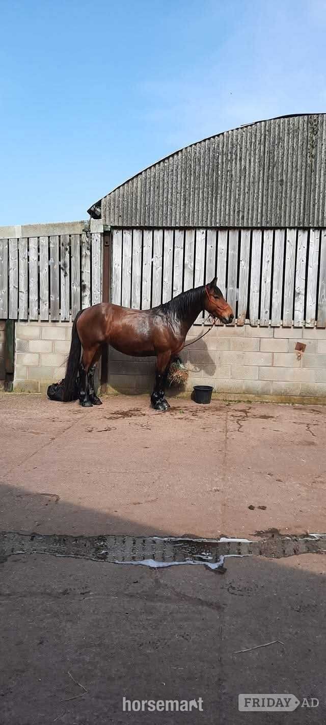 "Alice " Bay Mare All Rounder - Horses in Congleton