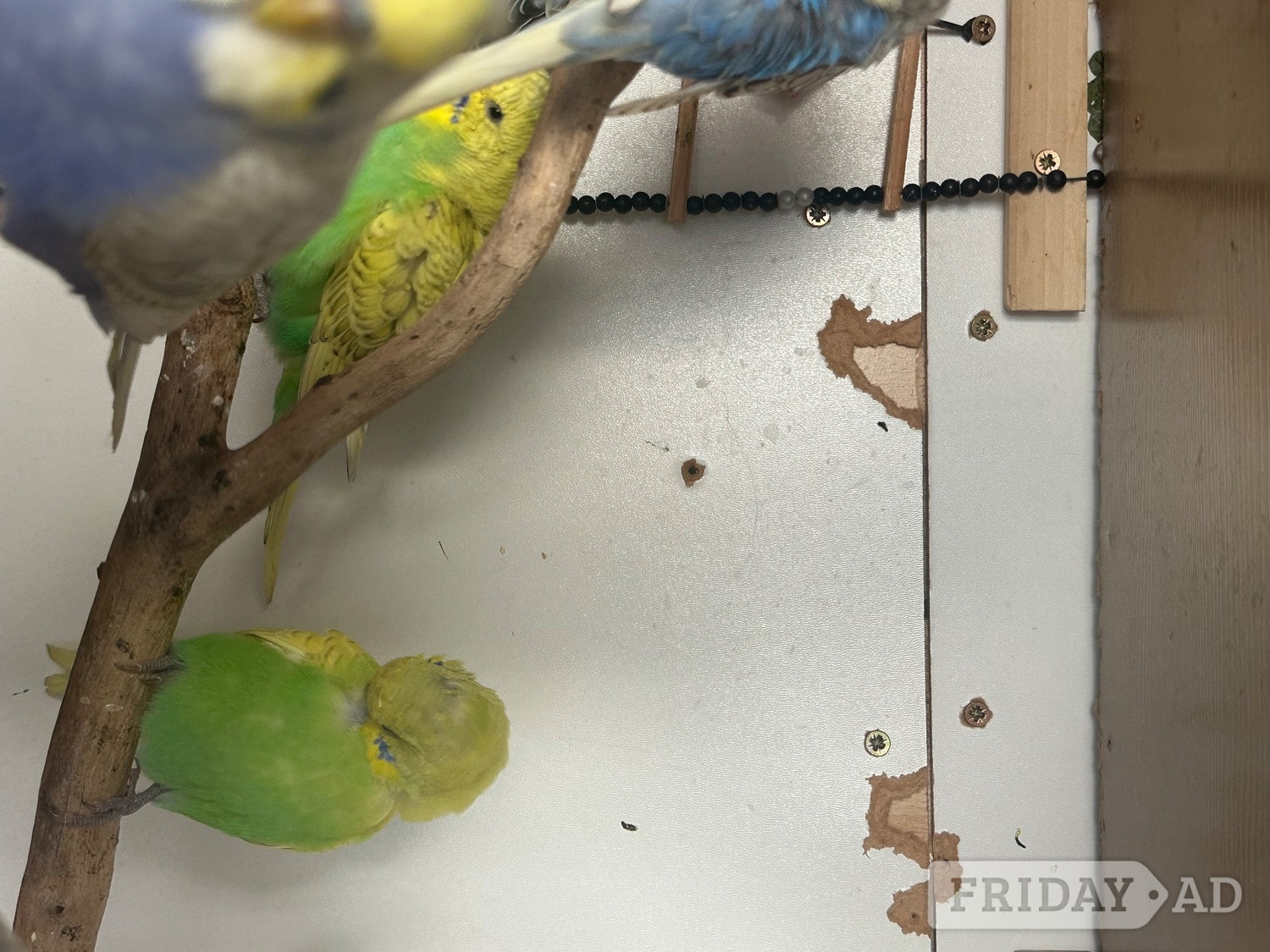 Lovely budgies males and female in Dagenham 