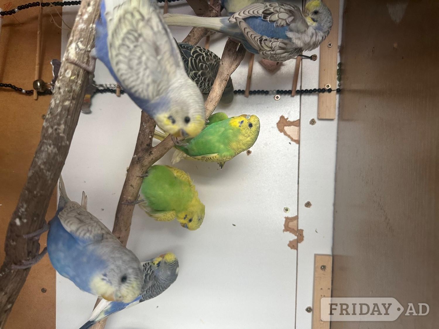 Lovely budgies males and female in Dagenham  - Birds in London