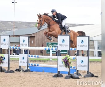 "Cooper" Chestnut Gelding Show Jumper