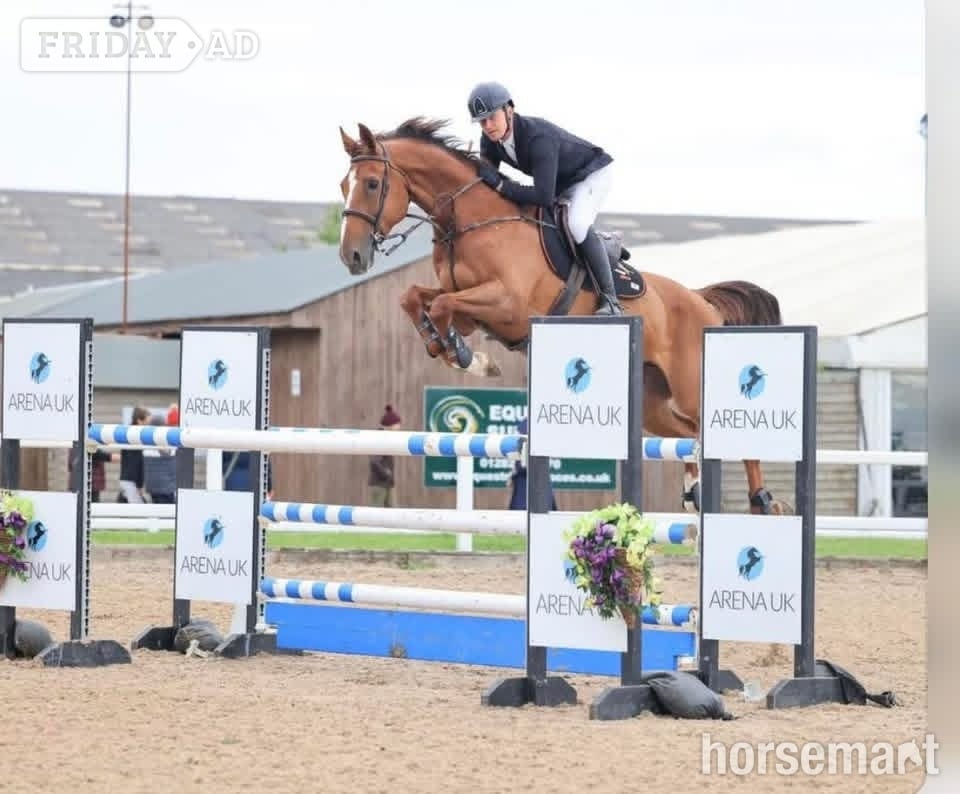 "Cooper" Chestnut Gelding Show Jumper in Retford