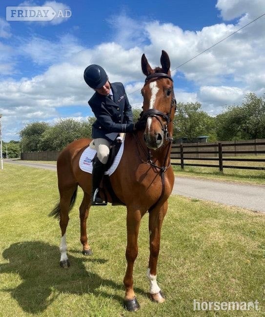 "Cooper" Chestnut Gelding Show Jumper