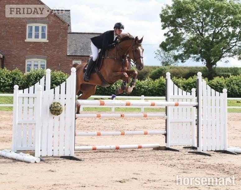 Retford "Cooper" Chestnut Gelding Show Jumper