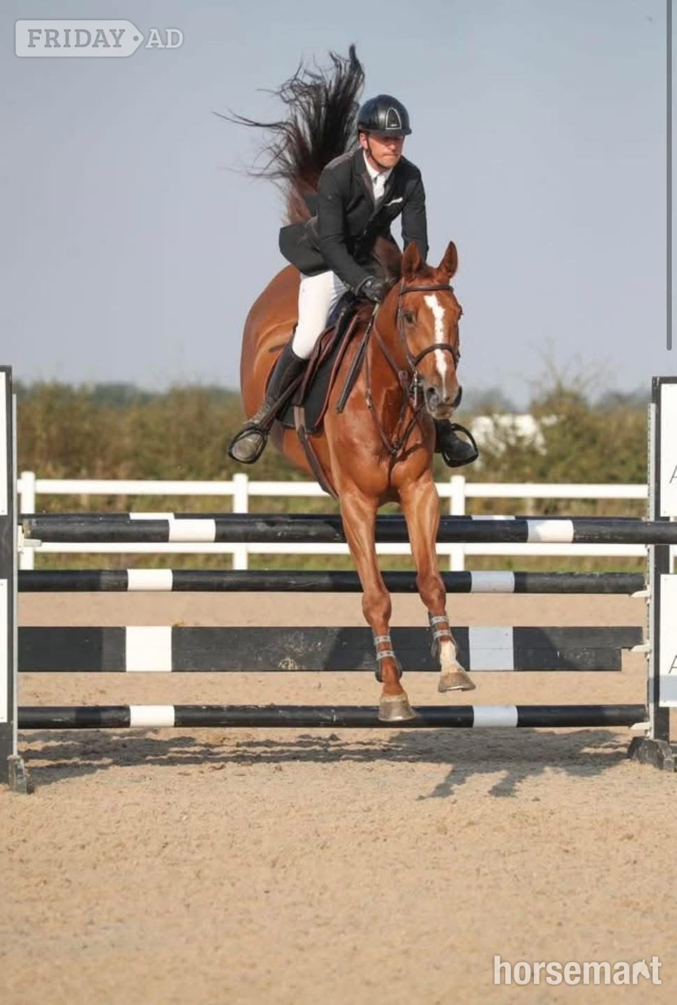 "Cooper" Chestnut Gelding Show Jumper - Horses in Retford