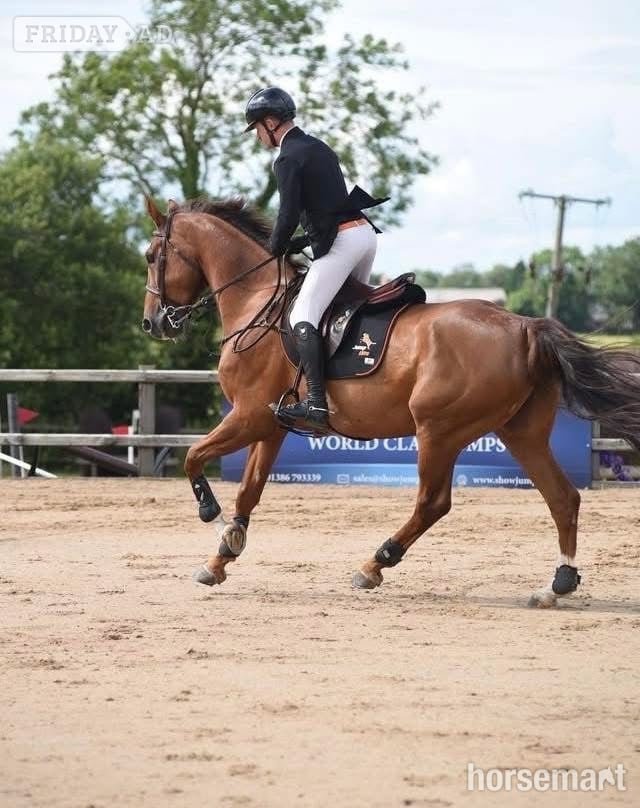 "Cooper" Chestnut Gelding Show Jumper - Horses