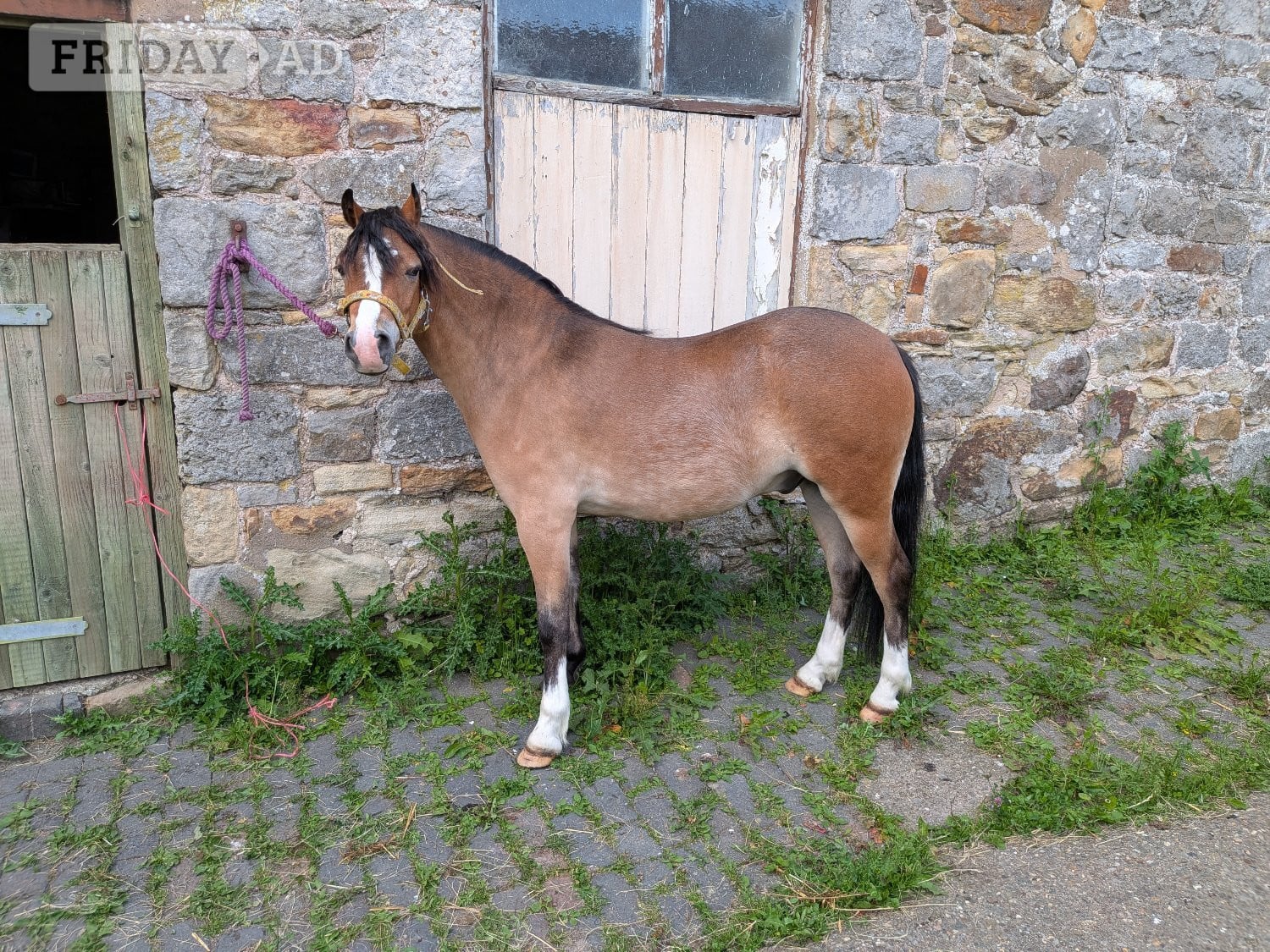 "Pontblyddyn Monty " Bay Gelding Mountain & Moorland Pony in Wrexham