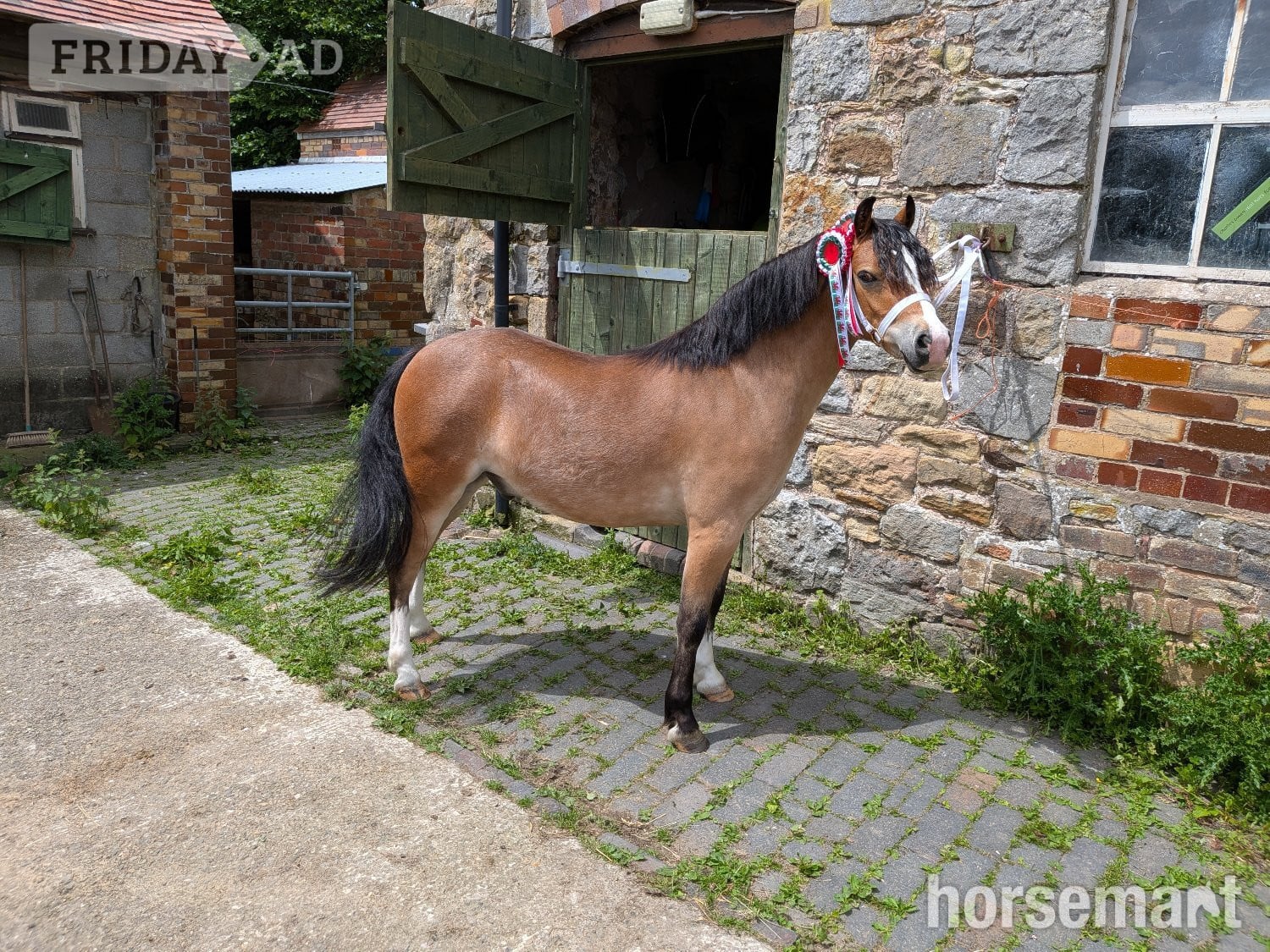 "Pontblyddyn Monty " Bay Gelding Mountain & Moorland Pony