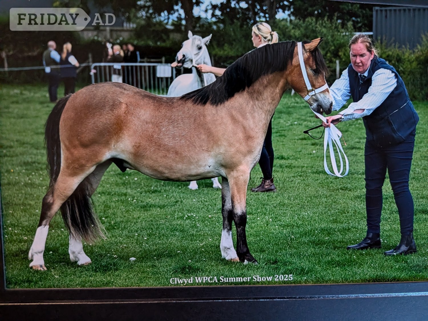 Wrexham "Pontblyddyn Monty " Bay Gelding Mountain & Moorland Pony