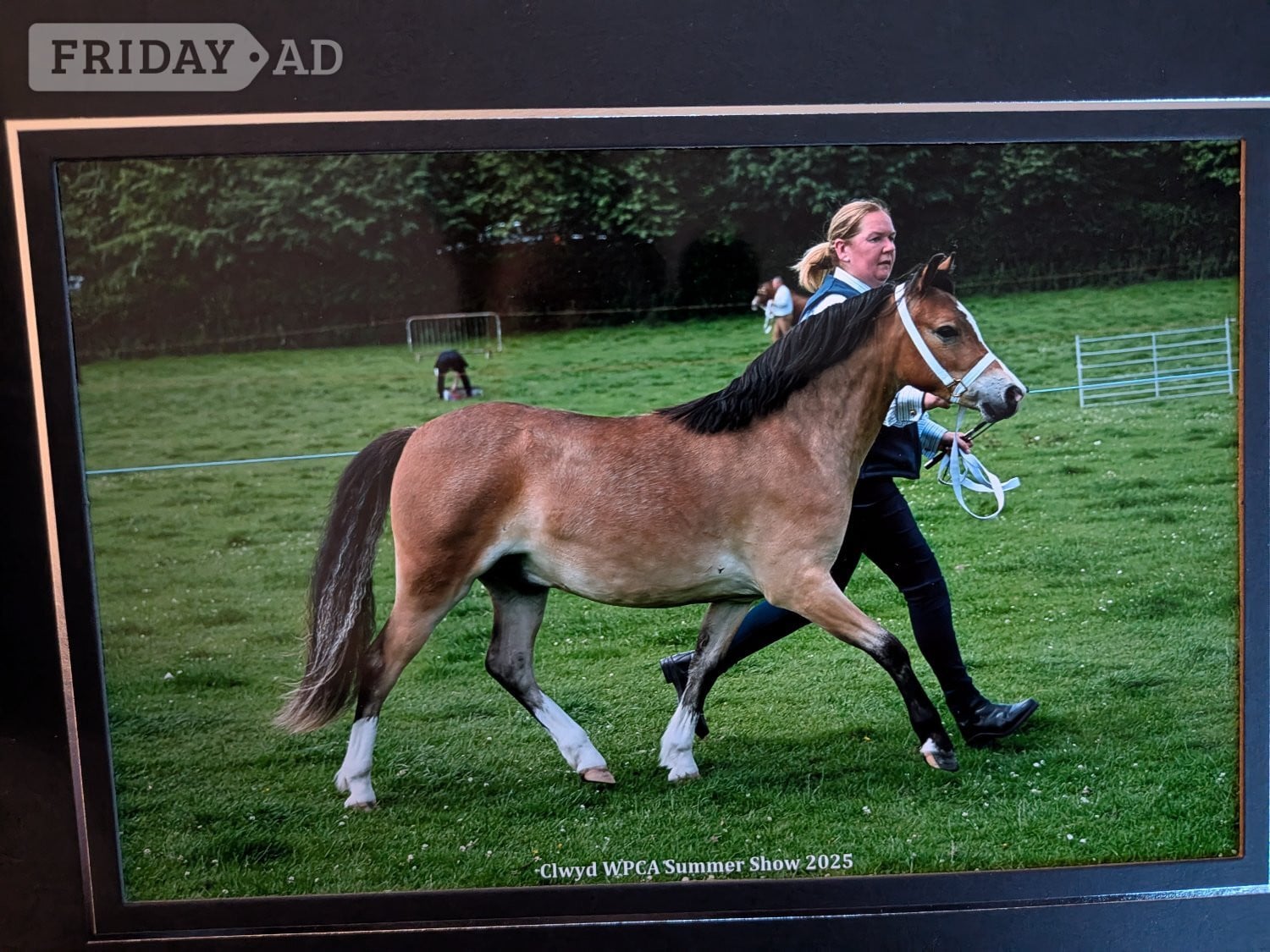 "Pontblyddyn Monty " Bay Gelding Mountain & Moorland Pony - Horses in Wrexham