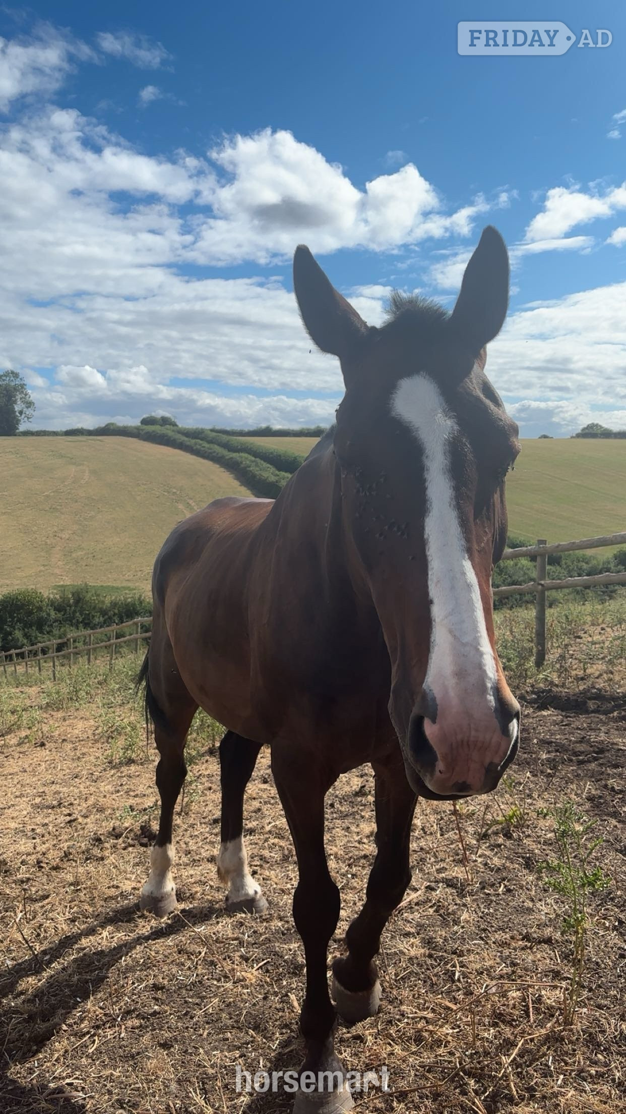 "murphy" Bay Gelding Project Horse