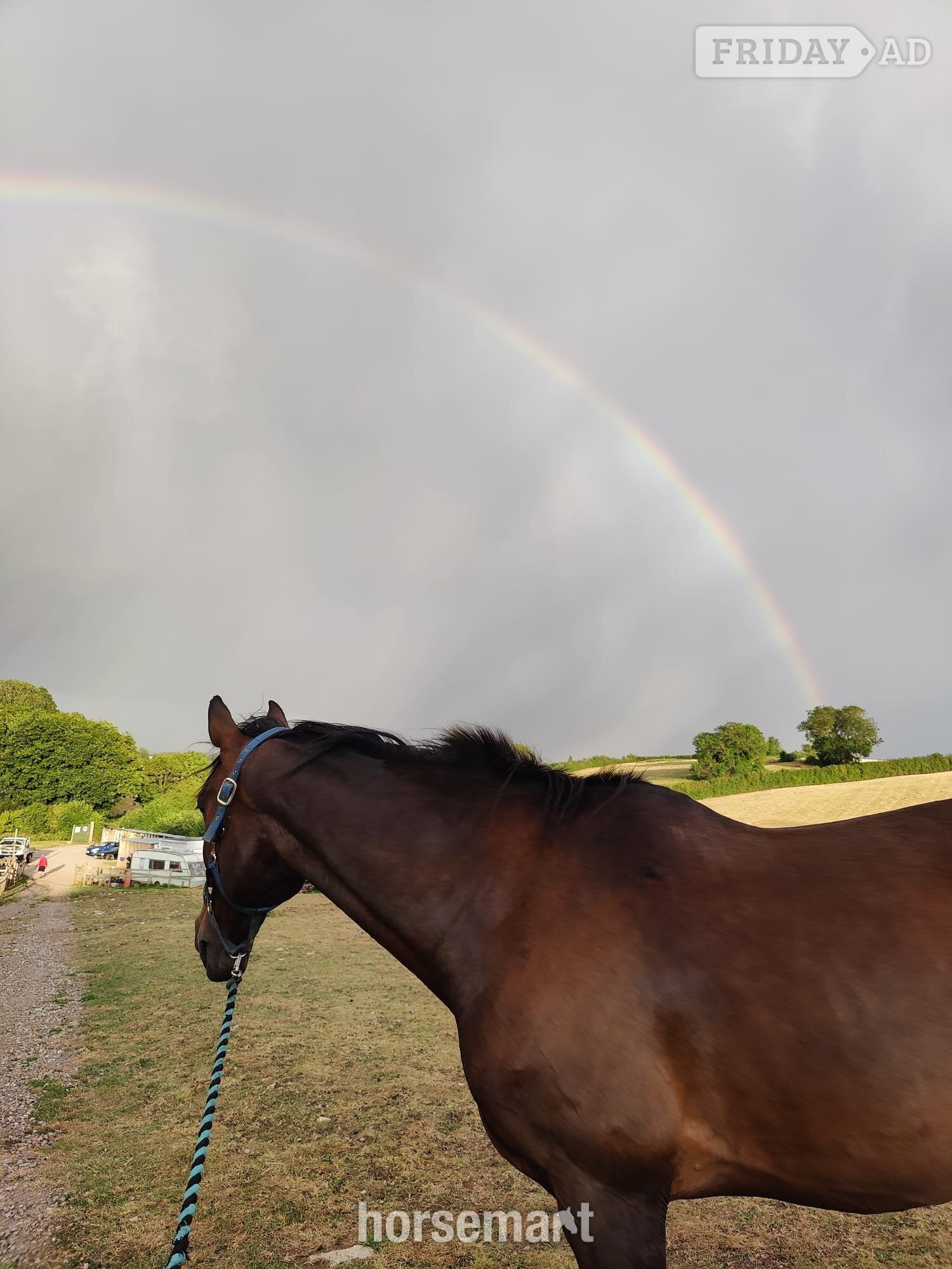 Radstock "murphy" Bay Gelding Project Horse