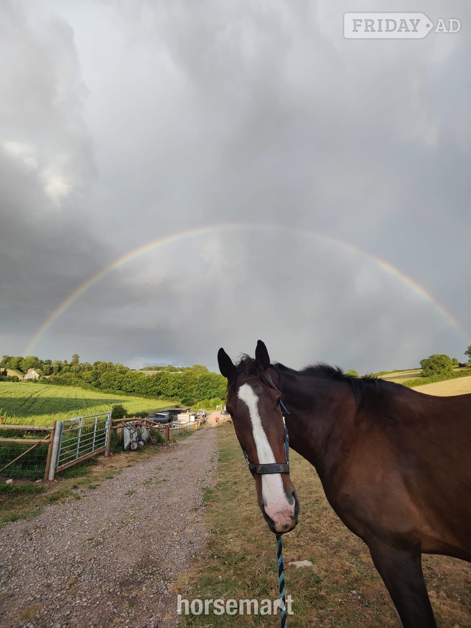 "murphy" Bay Gelding Project Horse - Horses in Radstock