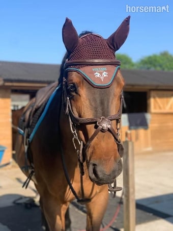 "Nugget" Bay Gelding Show Jumper