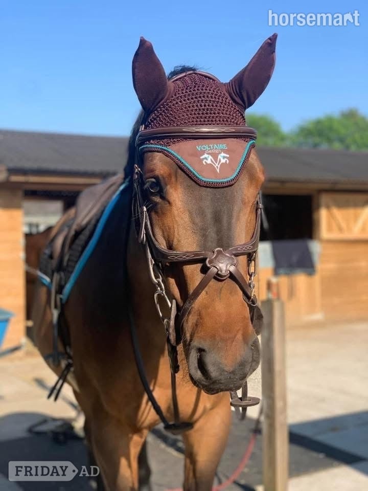 "Nugget" Bay Gelding Show Jumper in Halstead