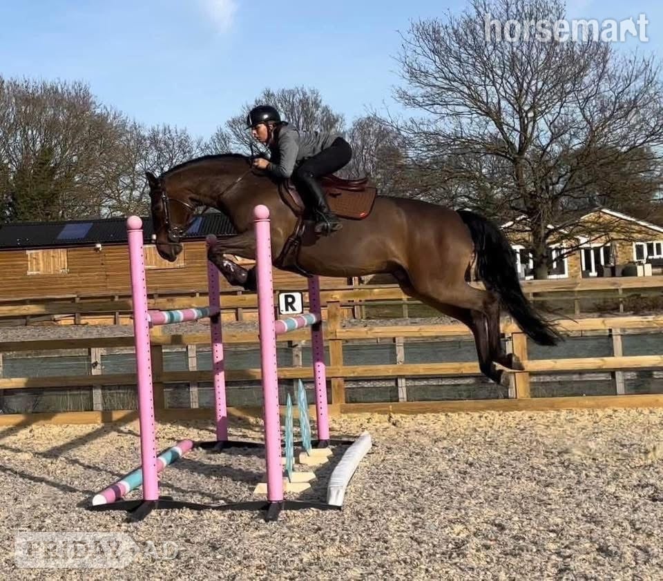 "Nugget" Bay Gelding Show Jumper