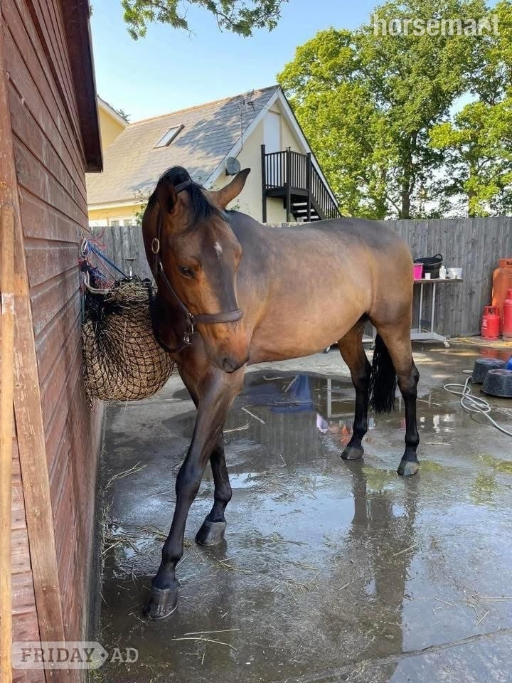 Halstead "Nugget" Bay Gelding Show Jumper