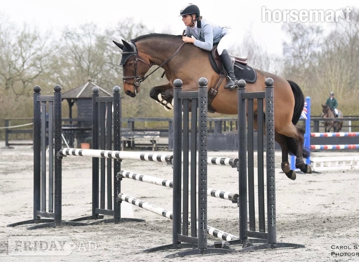 "Nugget" Bay Gelding Show Jumper - Horses in Halstead
