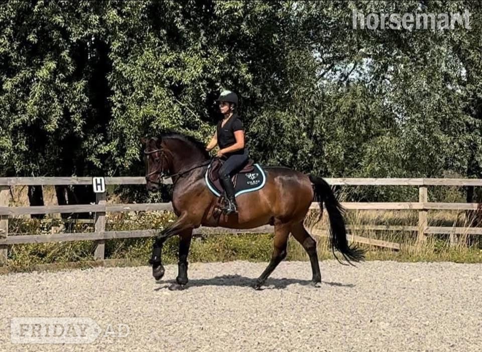 "Nugget" Bay Gelding Show Jumper - Horses