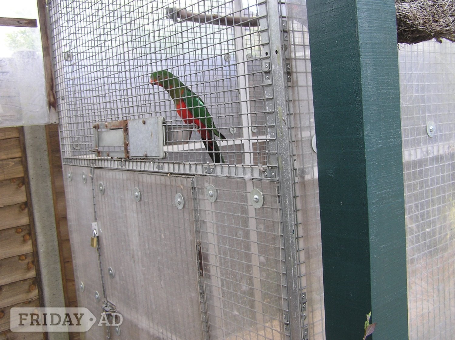 EXCHANGE AUSTRALIAN KING PARROT YOUNGESTER MALE   in Abbots Langley