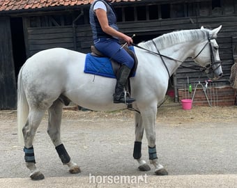 "H" Grey Gelding Veteran Horse