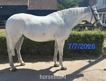 "H" Grey Gelding Veteran Horse