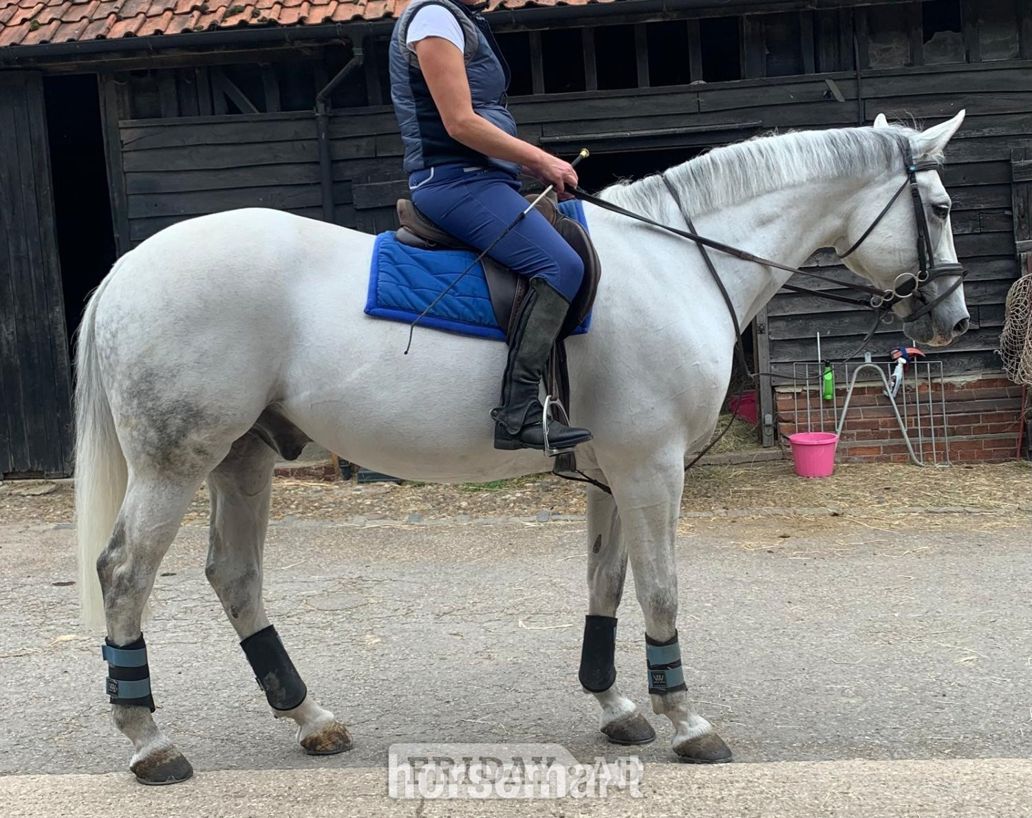 "H" Grey Gelding Veteran Horse in Upshire