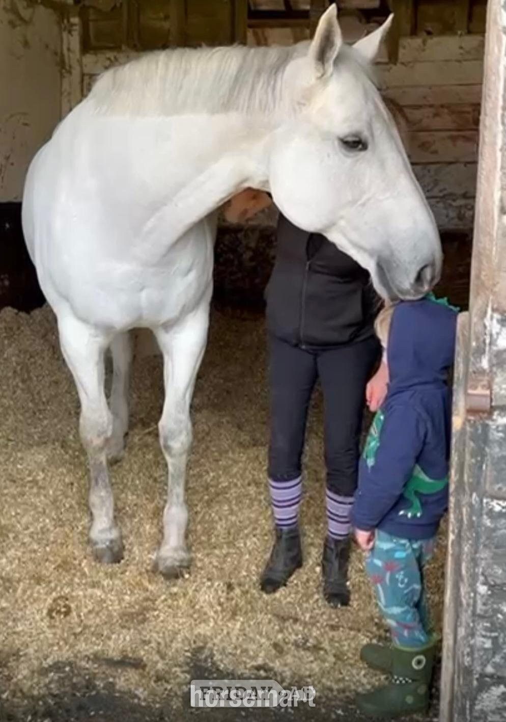 "H" Grey Gelding Veteran Horse