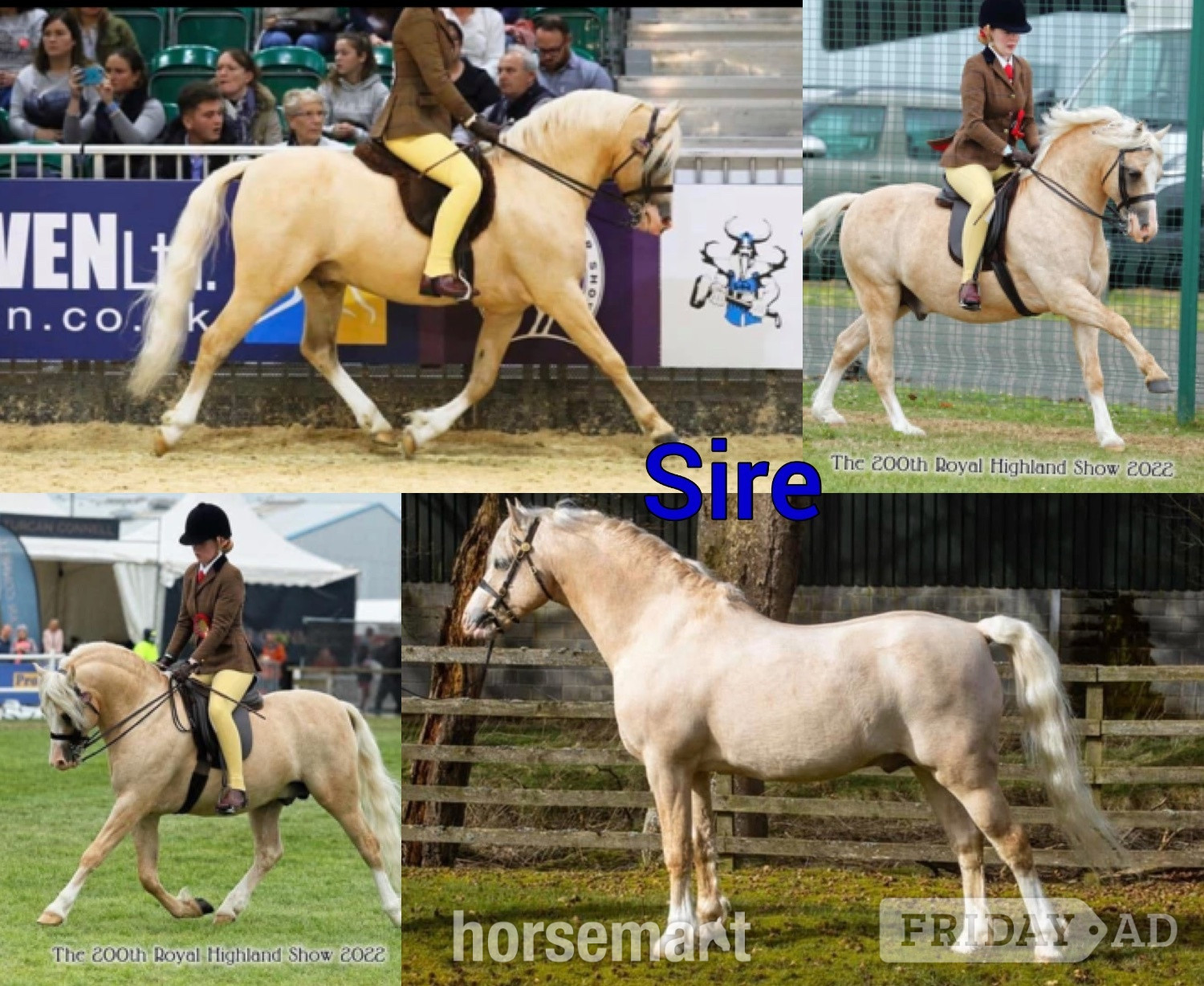 "Grange Bank Lucky Lady "  Mare Mountain & Moorland Pony