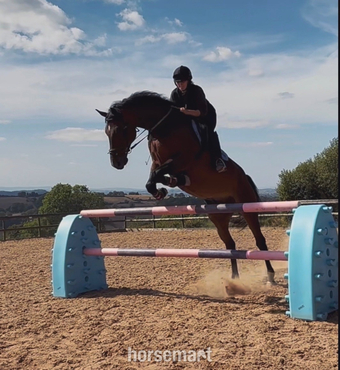 "NICOLAY H" Bay Gelding All Rounder