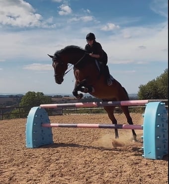 "NICOLAY H" Bay Gelding All Rounder