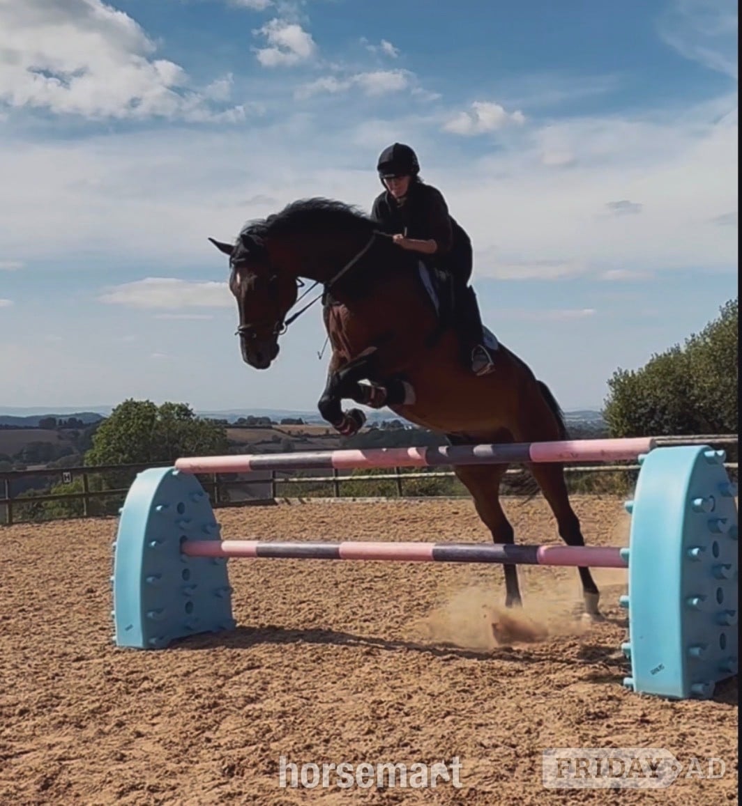 "NICOLAY H" Bay Gelding All Rounder in Hereford