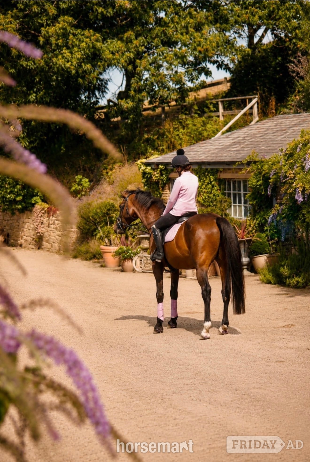"NICOLAY H" Bay Gelding All Rounder