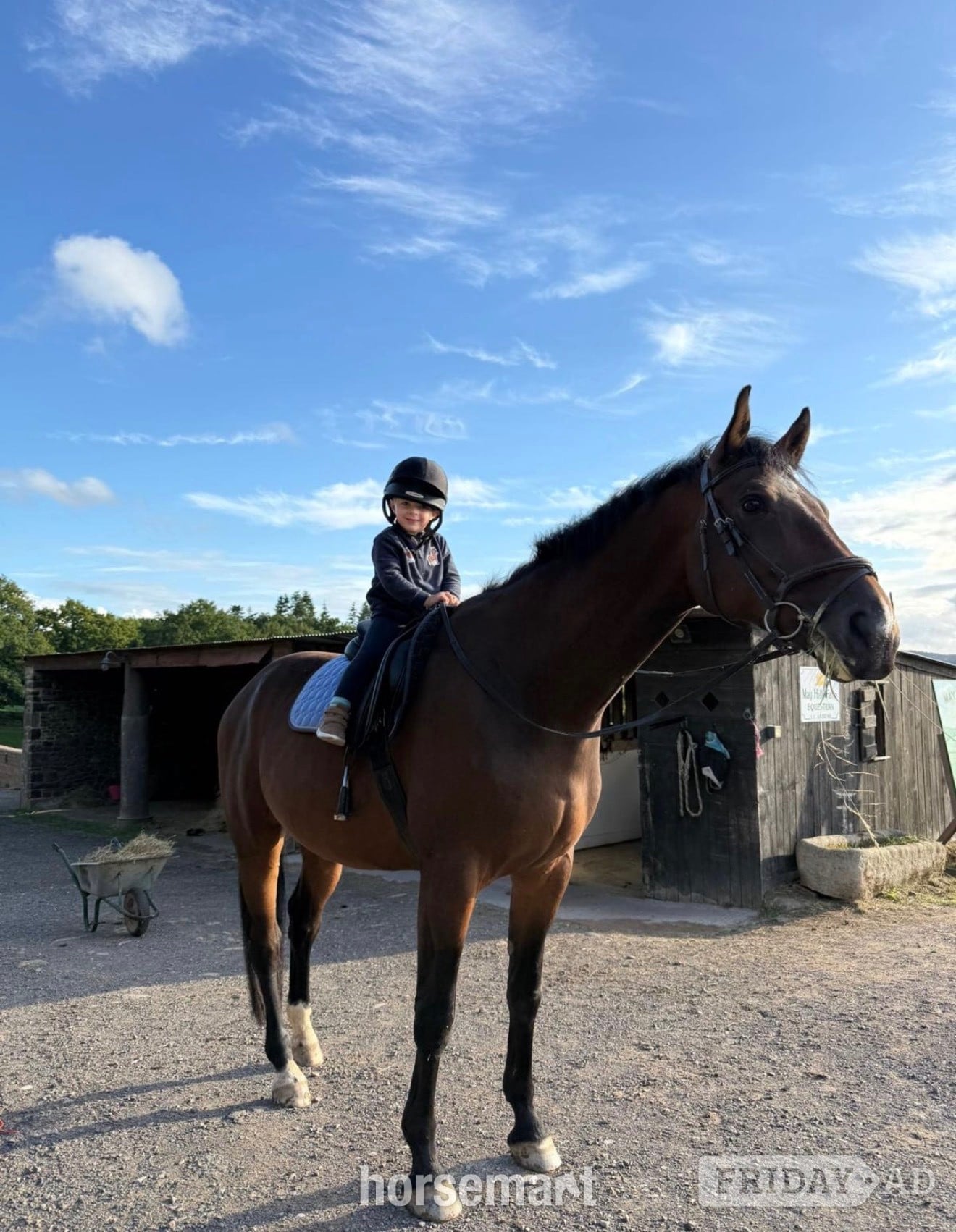 Hereford "NICOLAY H" Bay Gelding All Rounder