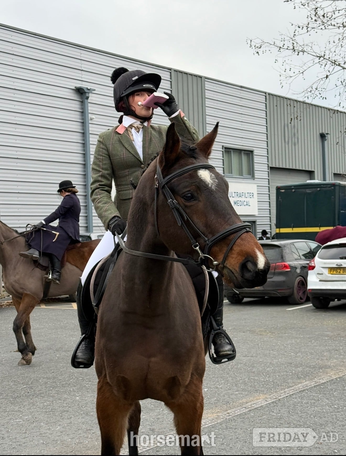 "NICOLAY H" Bay Gelding All Rounder - Horses in Hereford