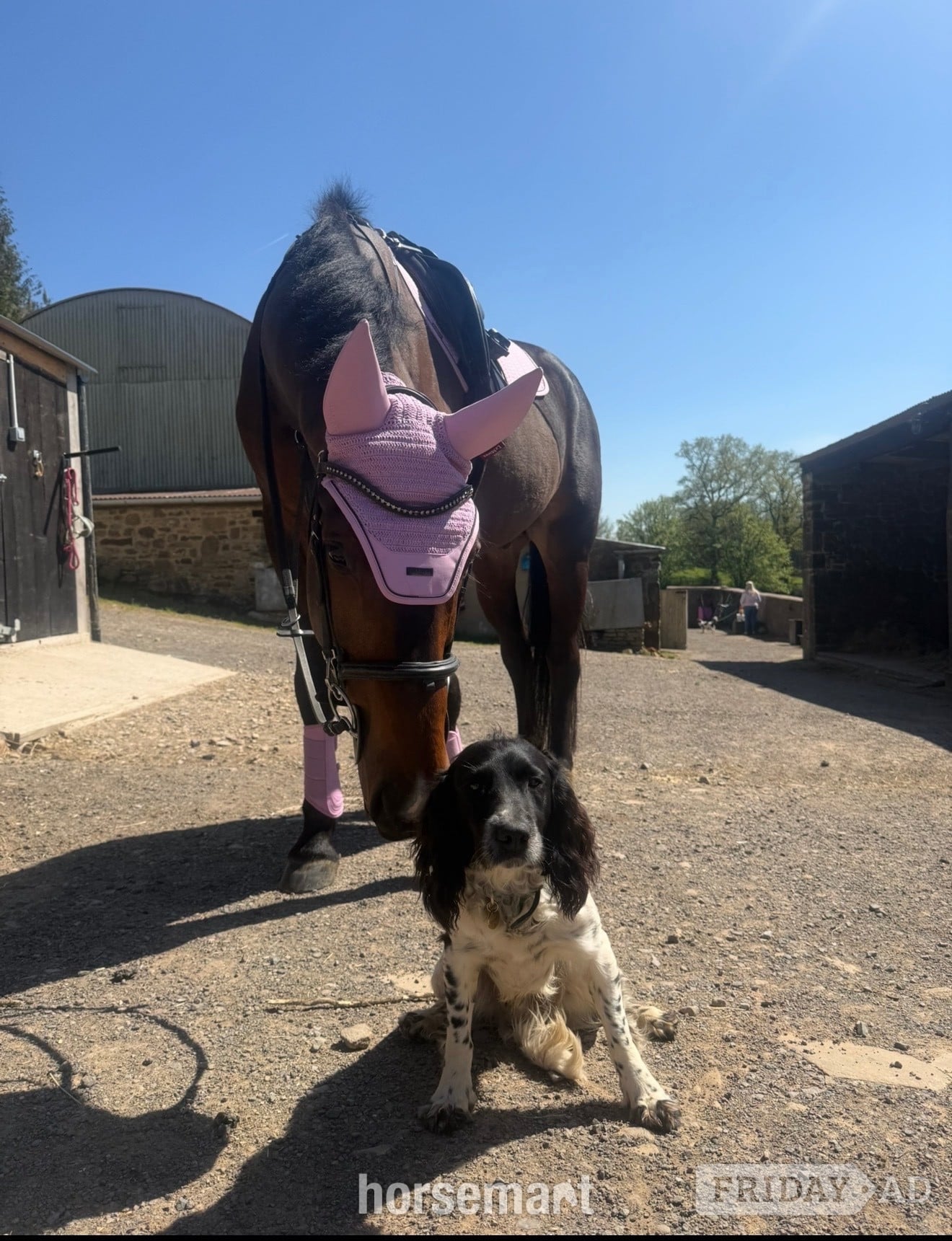 "NICOLAY H" Bay Gelding All Rounder - Horses