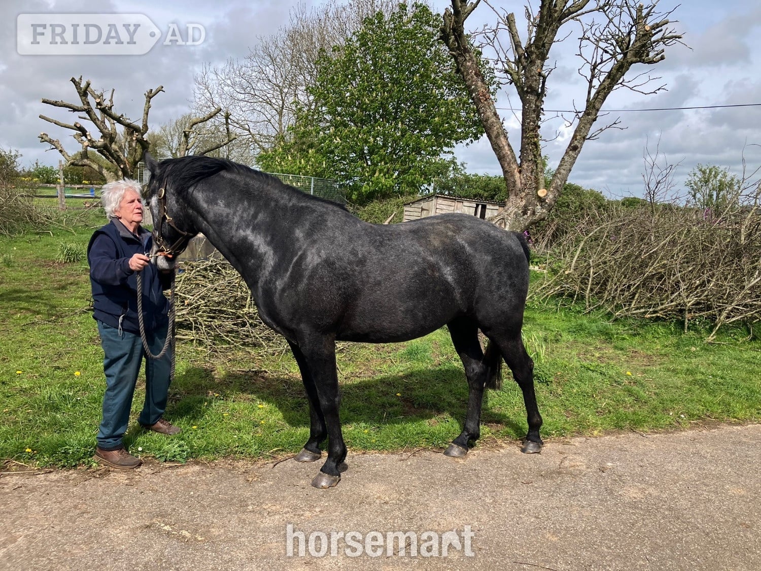 Rugby "Evening Exuberance " Steel Grey Gelding Young Sport Horse