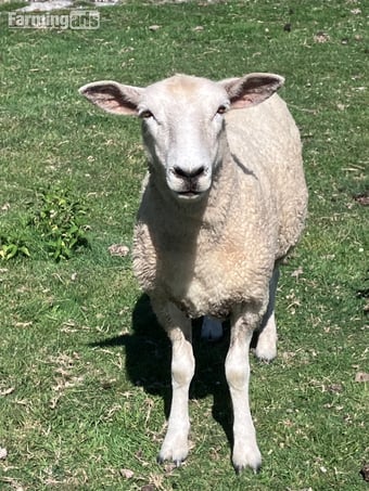 Romney Breeding Ewes
