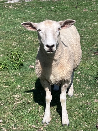 Romney Breeding Ewes