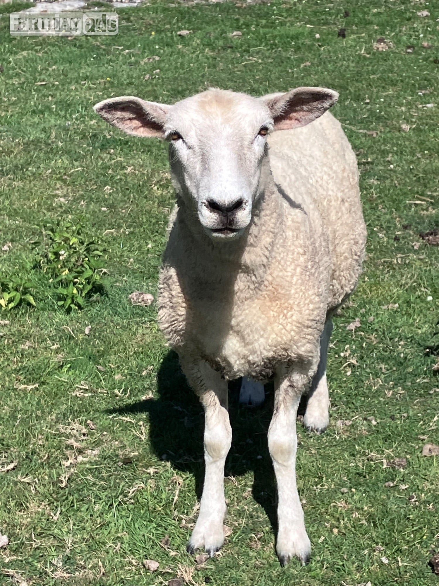 Romney Breeding Ewes in Woodnesborough