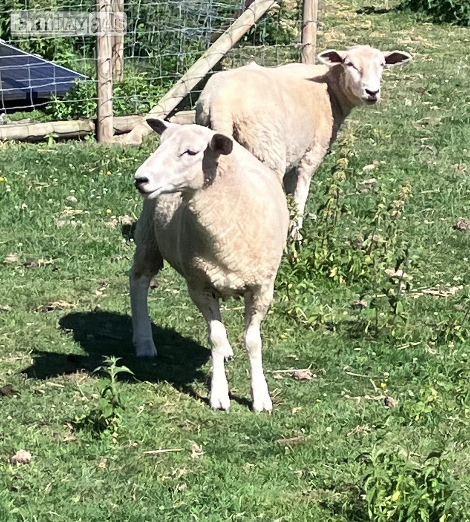 Romney Breeding Ewes
