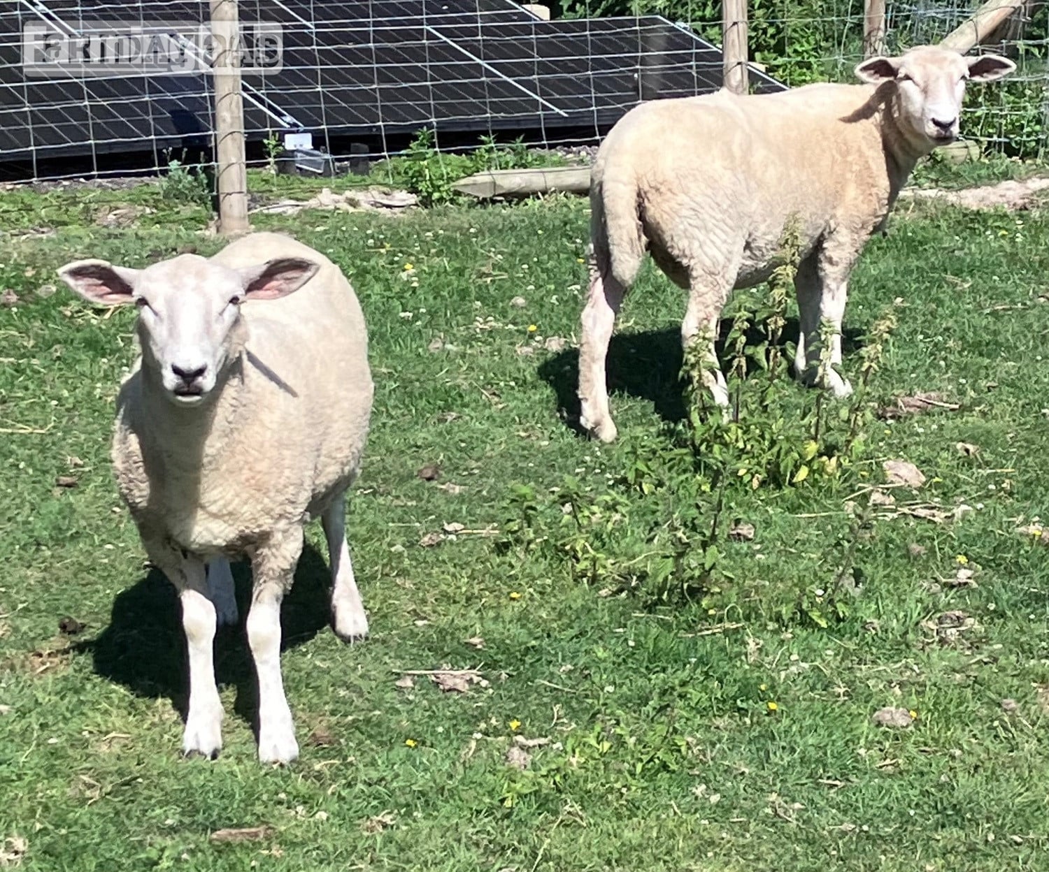 Woodnesborough Romney Breeding Ewes