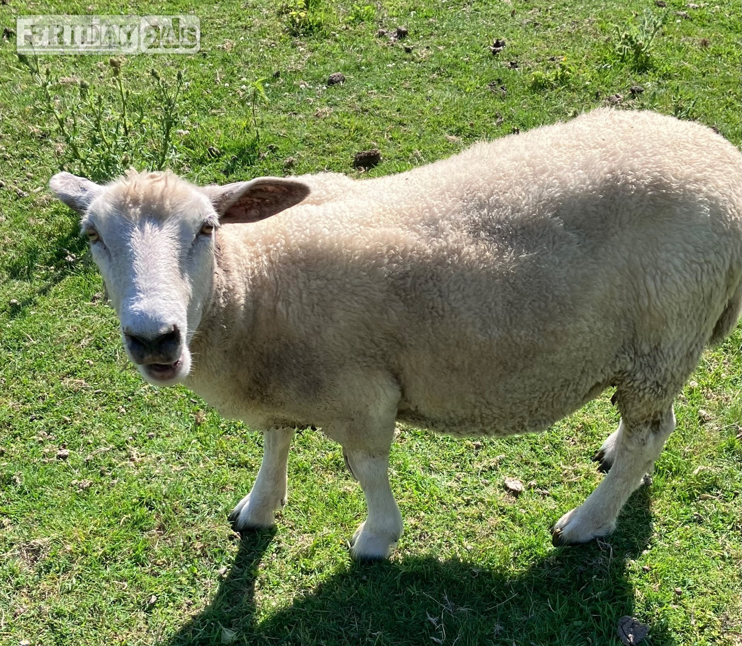 Romney Breeding Ewes - Livestock in Woodnesborough
