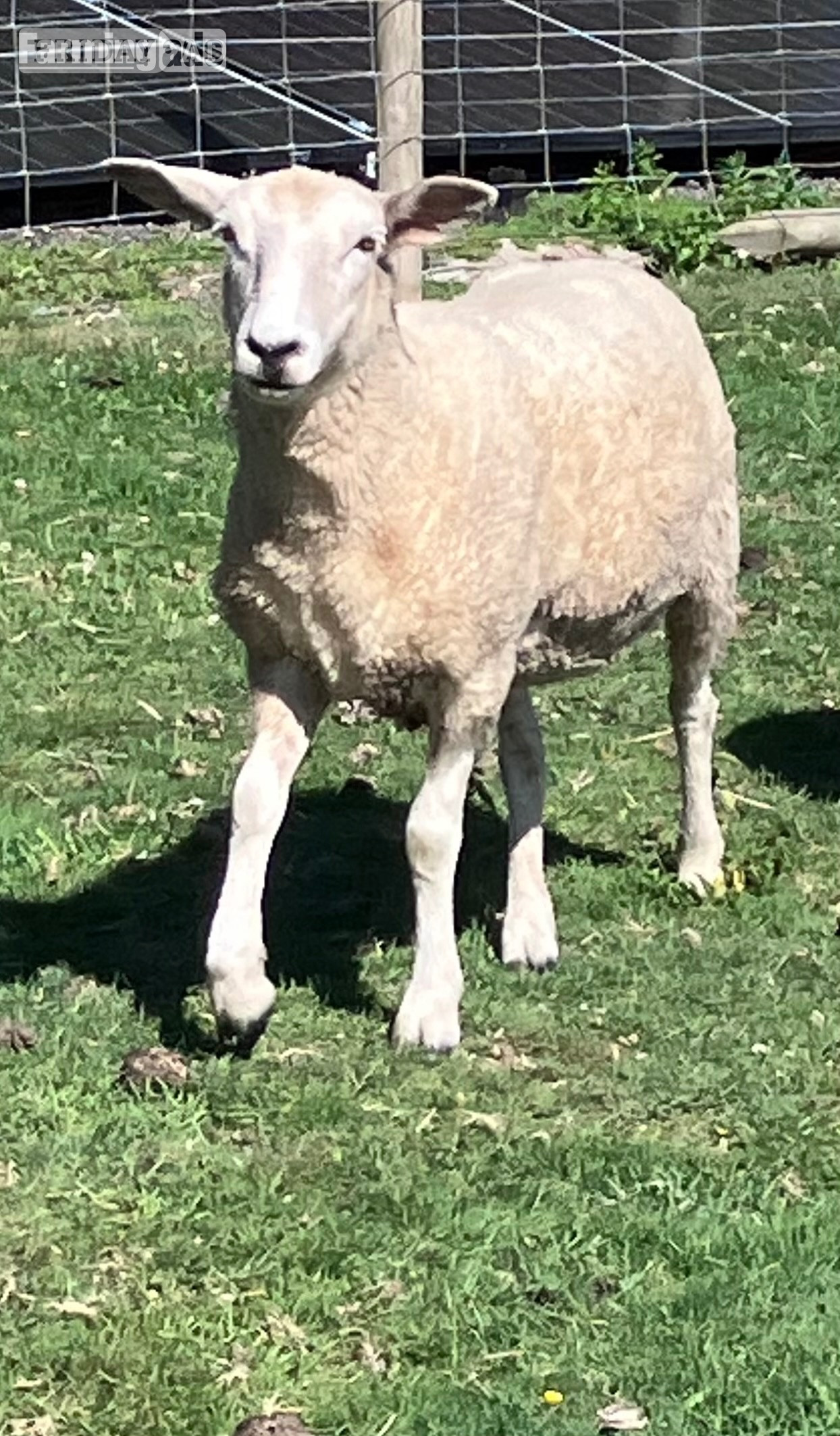 Romney Breeding Ewes - Livestock