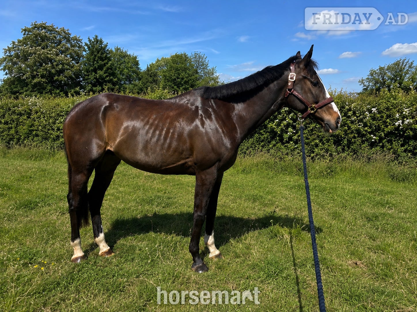 "Bertie " Bay Gelding Ex Racehorse in Basingstoke