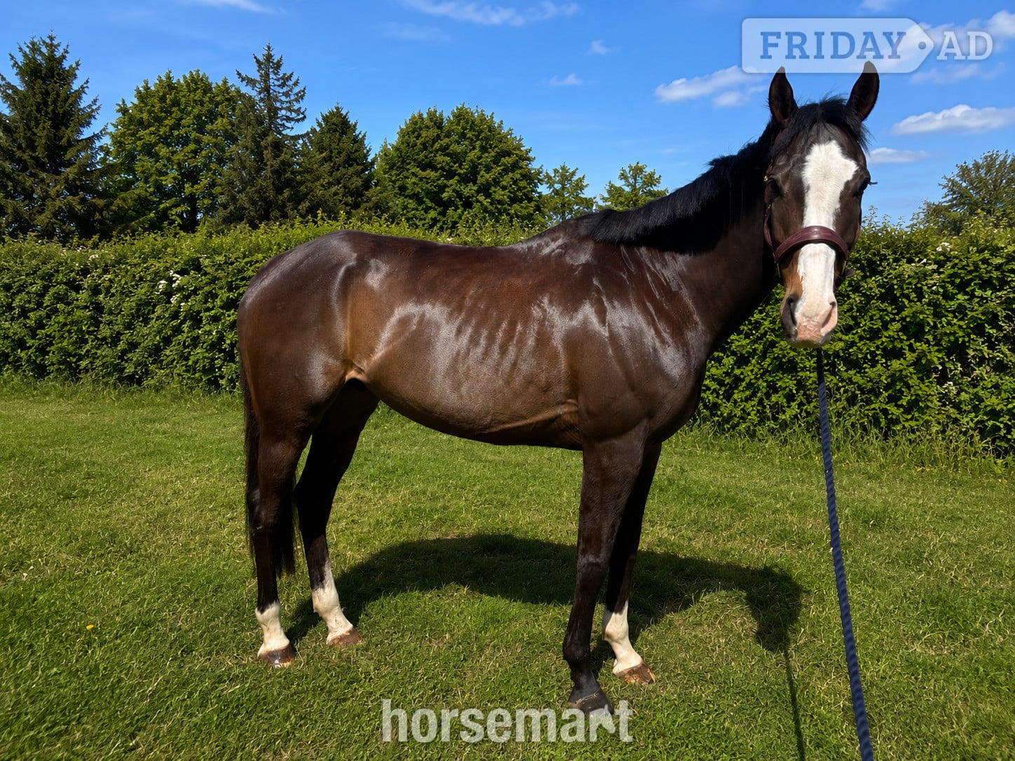 "Bertie " Bay Gelding Ex Racehorse