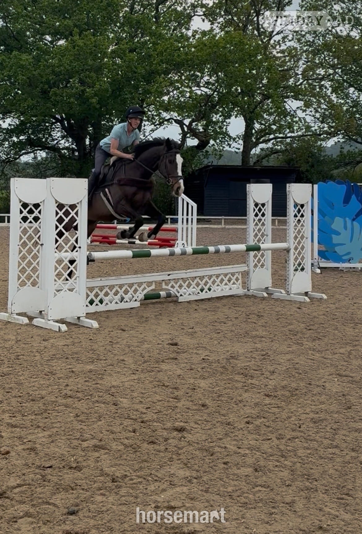 Basingstoke "Bertie " Bay Gelding Ex Racehorse