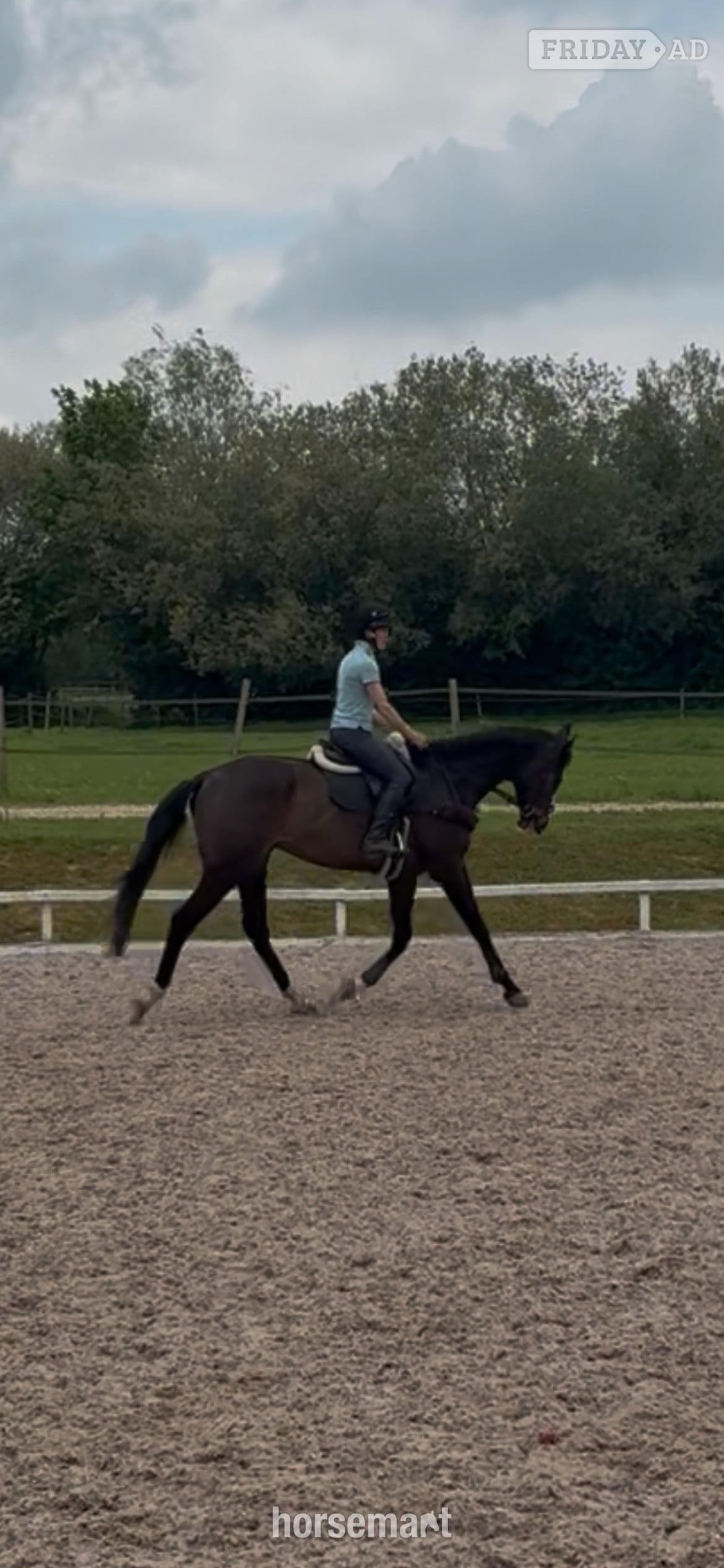 "Bertie " Bay Gelding Ex Racehorse - Horses in Basingstoke