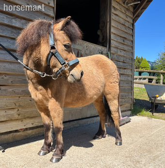 5 year old unbroken Shetland